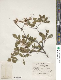 Rhododendron periclymenoides image