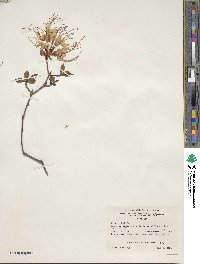 Rhododendron periclymenoides image