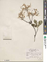 Rhododendron periclymenoides image