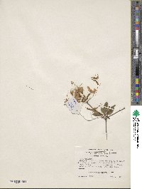 Rhododendron periclymenoides image