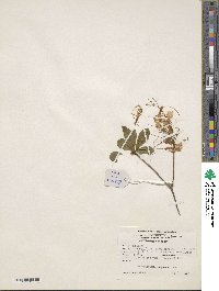 Rhododendron periclymenoides image