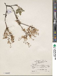 Rhododendron periclymenoides image