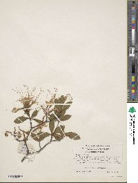 Rhododendron periclymenoides image