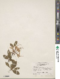 Rhododendron periclymenoides image