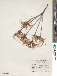 Rhododendron periclymenoides image