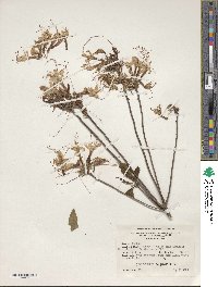 Rhododendron periclymenoides image
