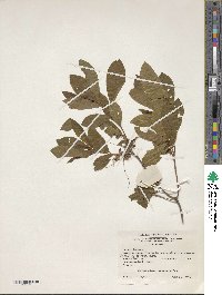 Rhododendron periclymenoides image