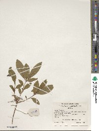 Rhododendron periclymenoides image