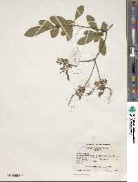 Rhododendron periclymenoides image