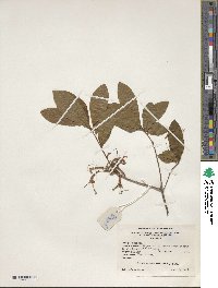 Rhododendron periclymenoides image
