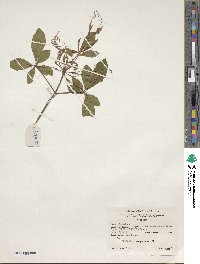 Rhododendron periclymenoides image