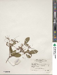 Rhododendron periclymenoides image