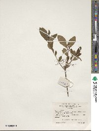 Rhododendron periclymenoides image