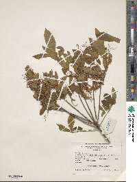 Rhododendron periclymenoides image