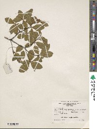 Rhododendron periclymenoides image