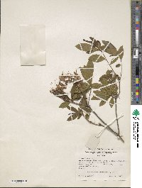 Rhododendron periclymenoides image