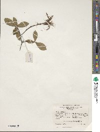 Rhododendron periclymenoides image