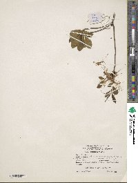 Rhododendron periclymenoides image