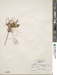 Rhododendron periclymenoides image