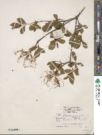 Rhododendron periclymenoides image