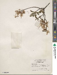 Rhododendron periclymenoides image