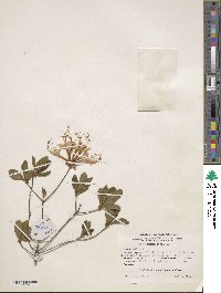 Rhododendron periclymenoides image