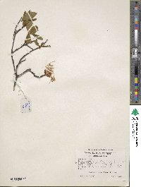 Rhododendron periclymenoides image