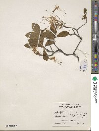 Rhododendron periclymenoides image