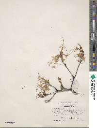 Rhododendron periclymenoides image