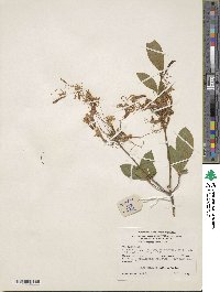 Rhododendron periclymenoides image