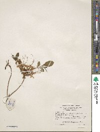 Rhododendron periclymenoides image