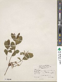 Rhododendron periclymenoides image