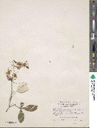 Rhododendron periclymenoides image