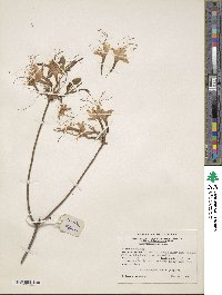 Rhododendron periclymenoides image