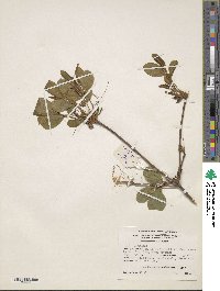 Rhododendron periclymenoides image