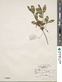 Rhododendron periclymenoides image