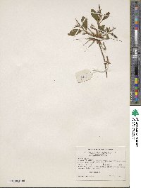 Rhododendron periclymenoides image