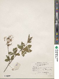 Rhododendron periclymenoides image