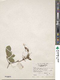 Rhododendron periclymenoides image