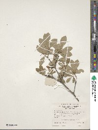 Rhododendron periclymenoides image