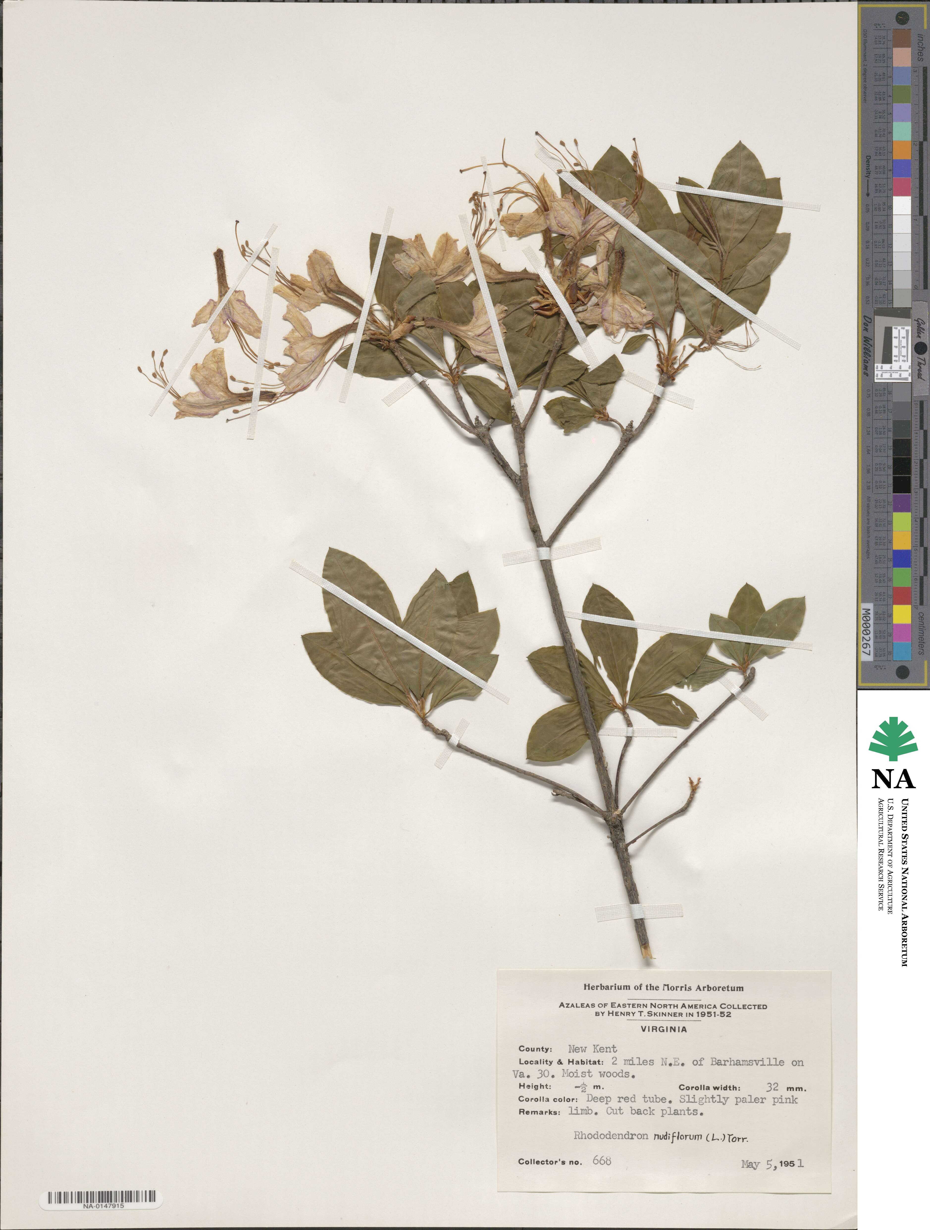 Rhododendron periclymenoides image