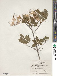 Rhododendron periclymenoides image