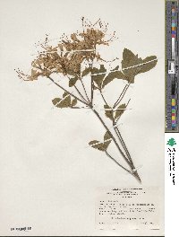 Rhododendron periclymenoides image