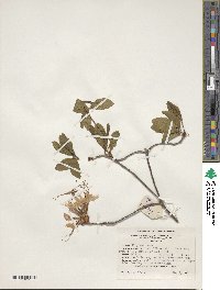 Rhododendron periclymenoides image