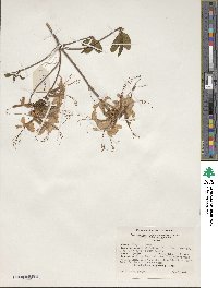 Rhododendron periclymenoides image