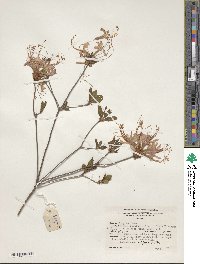 Rhododendron periclymenoides image