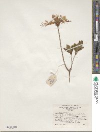 Rhododendron periclymenoides image