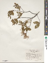 Rhododendron periclymenoides image