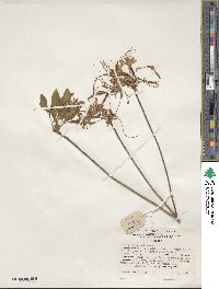 Rhododendron periclymenoides image