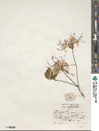 Rhododendron periclymenoides image